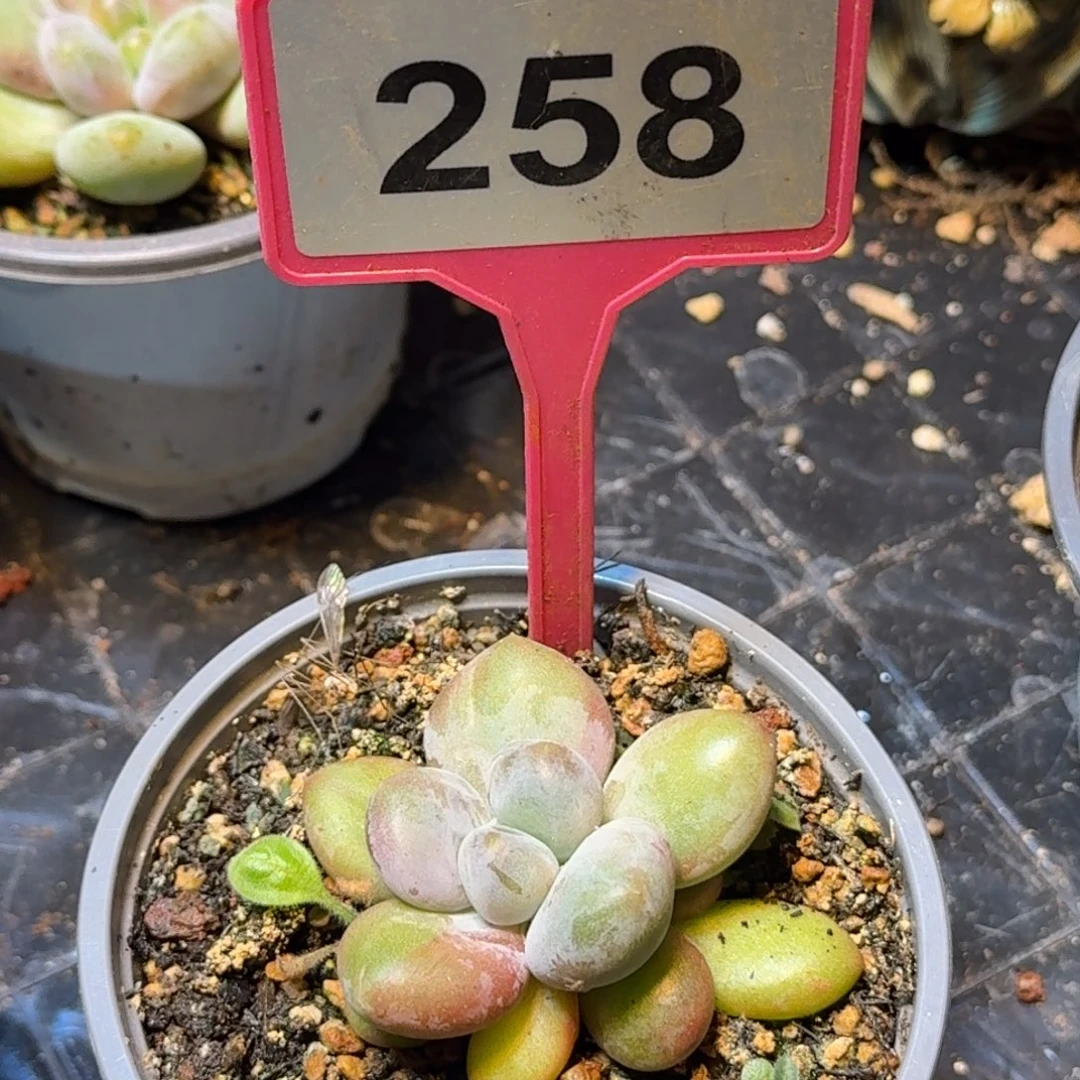 多肉植物奶龙锦258