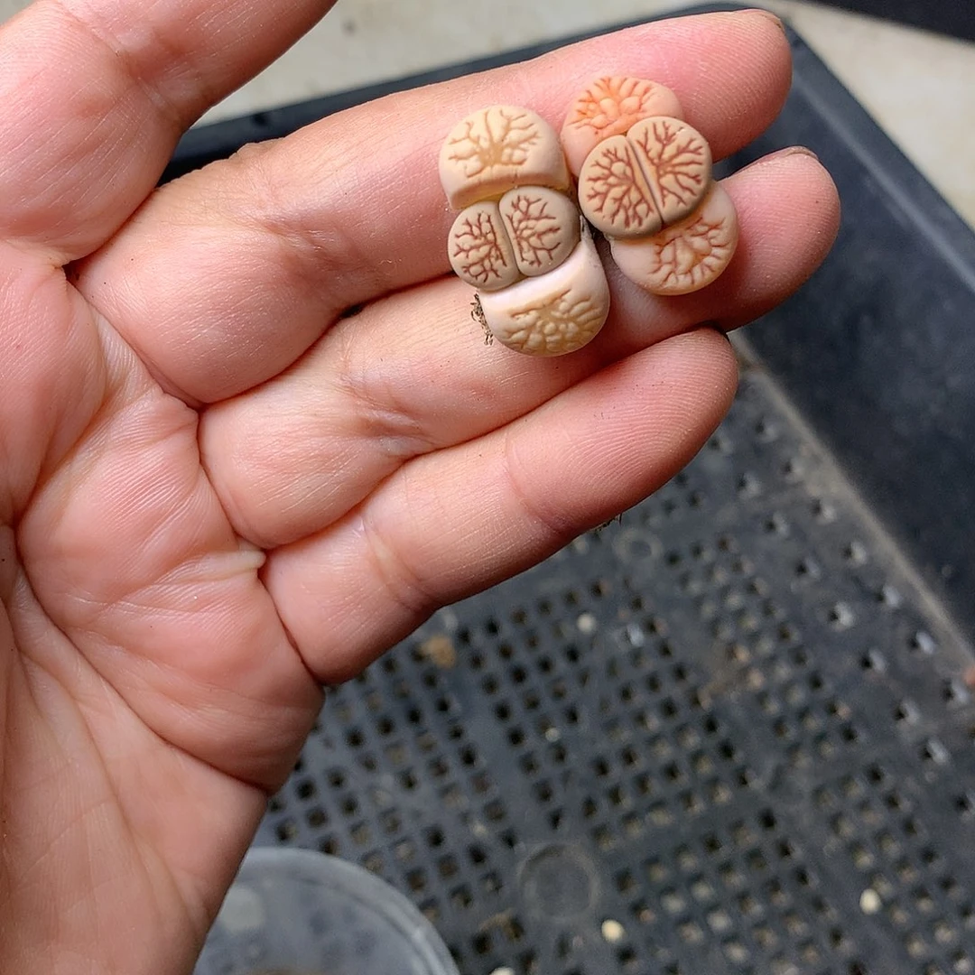 A206多肉植物保护研究所