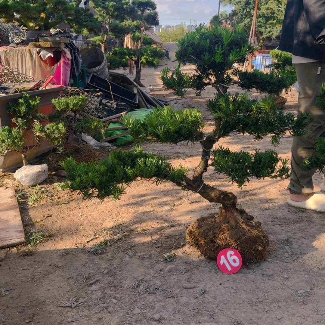 瘦***女无花朵罗汉松一物一拍