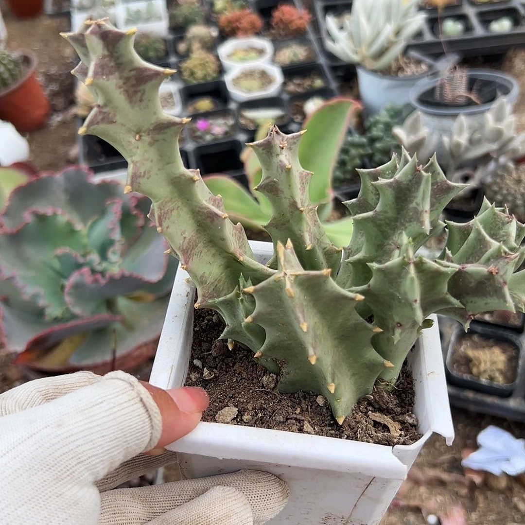 多肉植物龙角系列