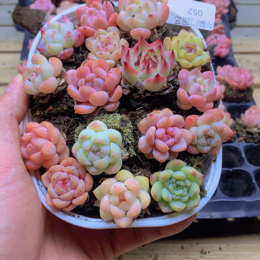 我要去看你了啊我的天052