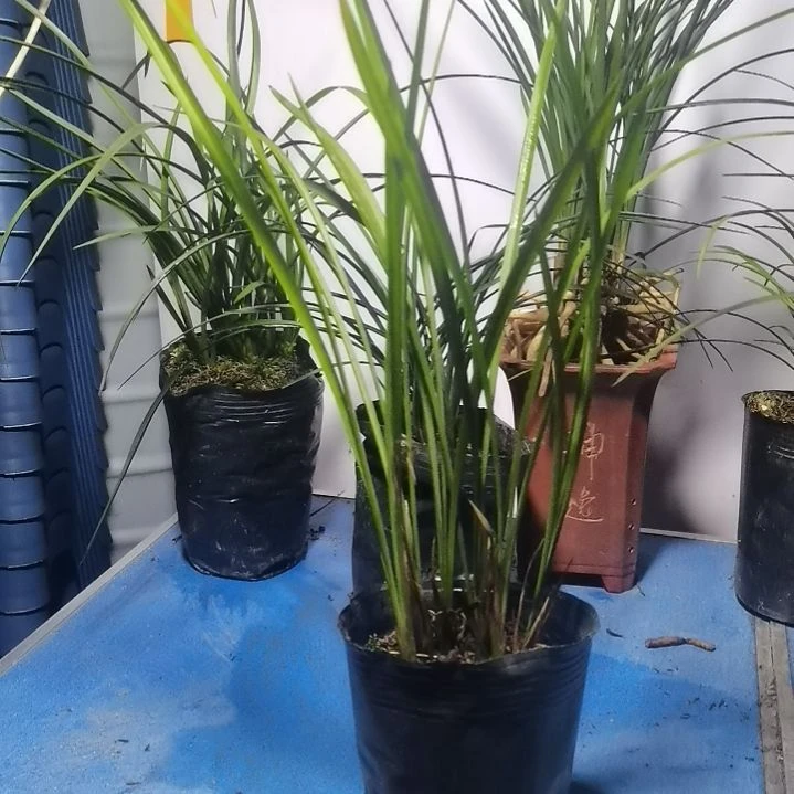 当前无花栽培后可以开花