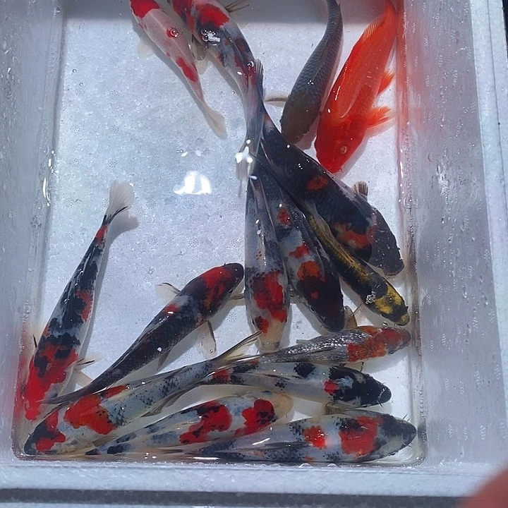 *****锦鲤锦鲤活鱼开箱包活