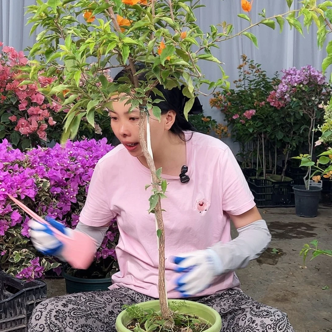 天***鸿大部分花苞少量开放D13橙桑巴