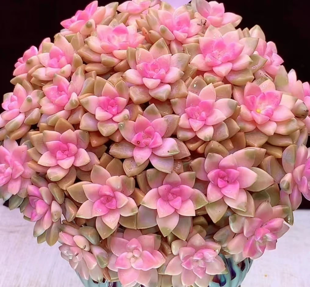 K超大樱花锦组合颜值高，可室内养植，带盆带土，云南基地发货