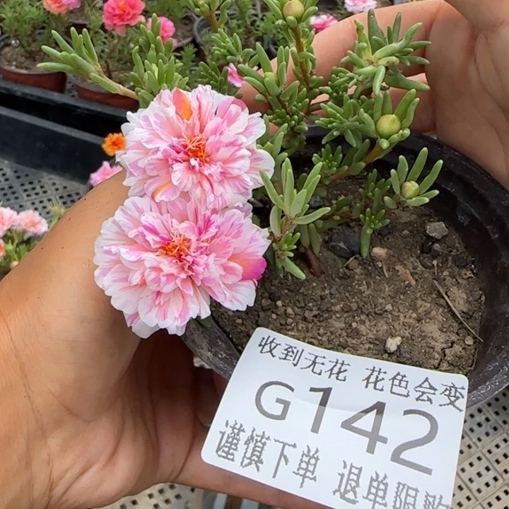 无花朵G142超小苗盆口10cm
