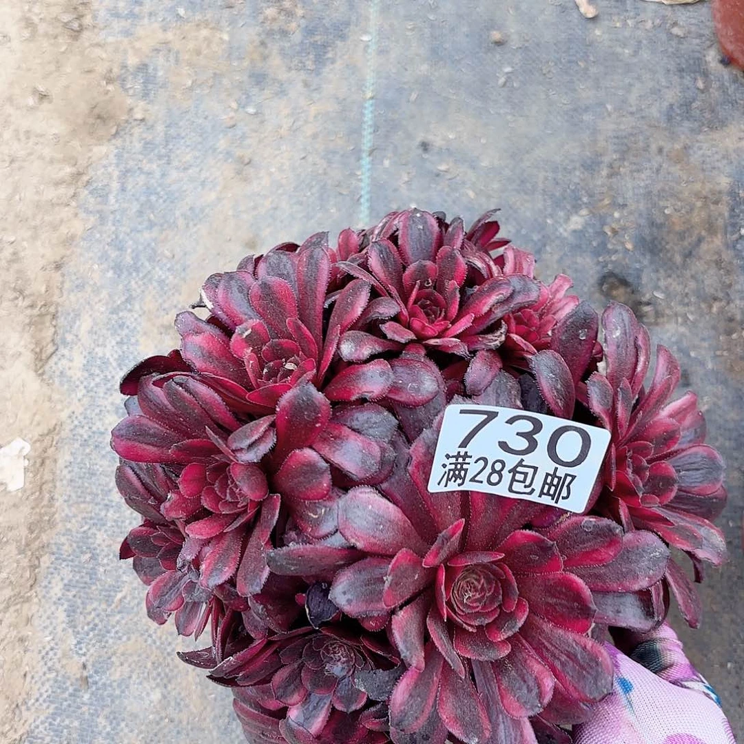 K. 730红茶哈多肉