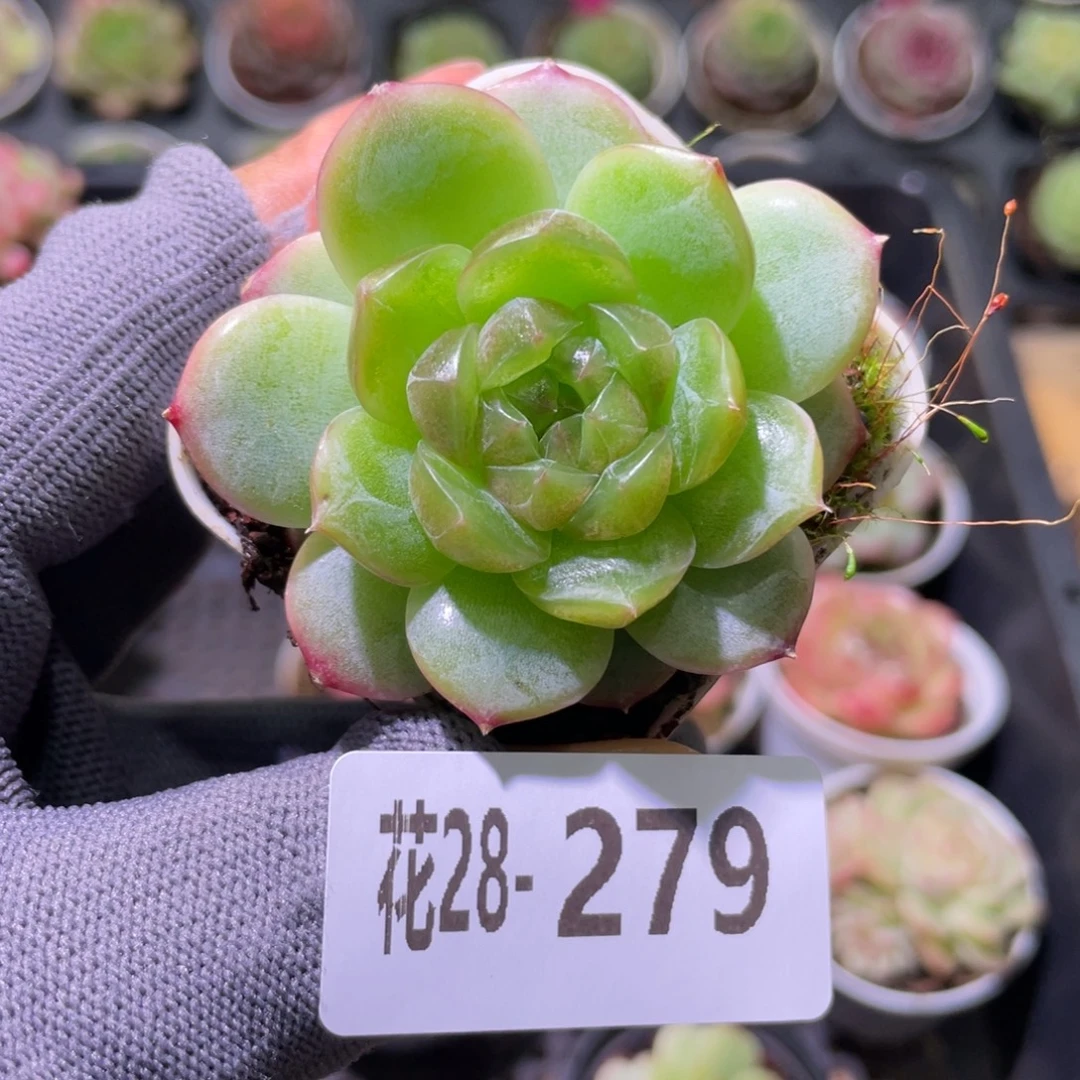 花利美28-279珍妮