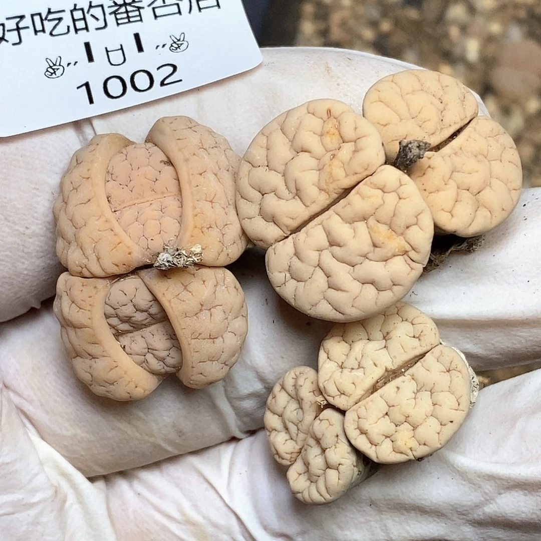 m***e1002。零下拍保温。