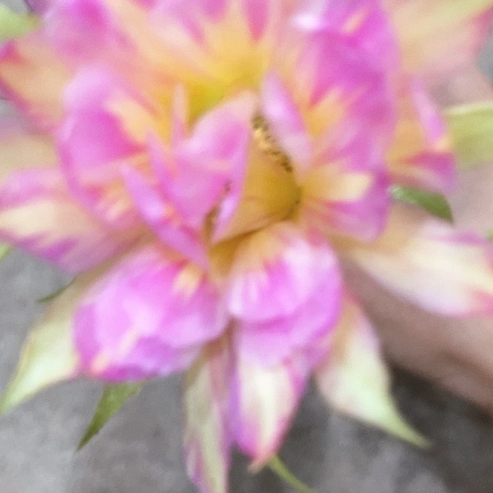 汤姆丽花，36890000