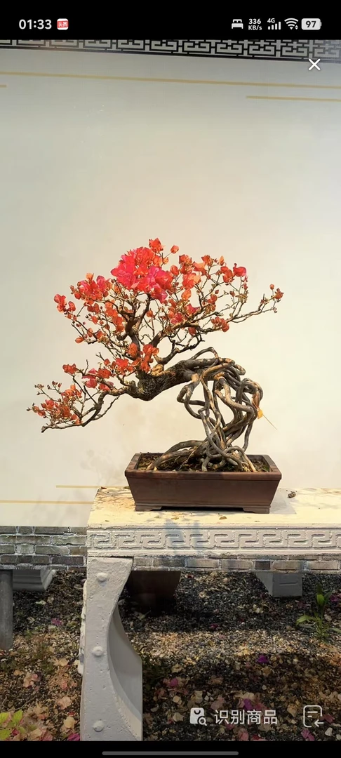 三角梅直播间一物一拍链接