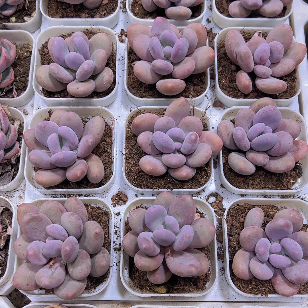 芭比奶19包邮多肉植物