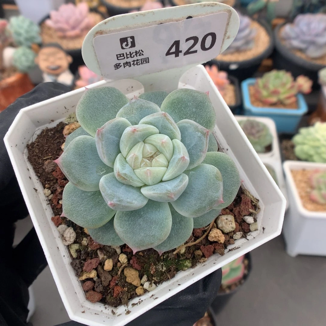 420 透白心珍妮多肉