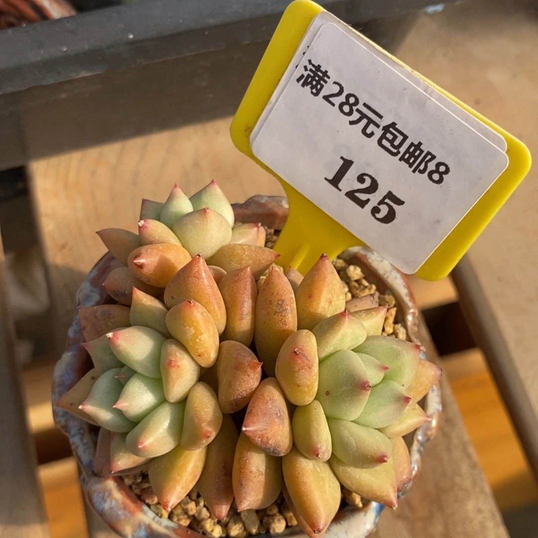 Z*涵8125黄金象牙多肉植物