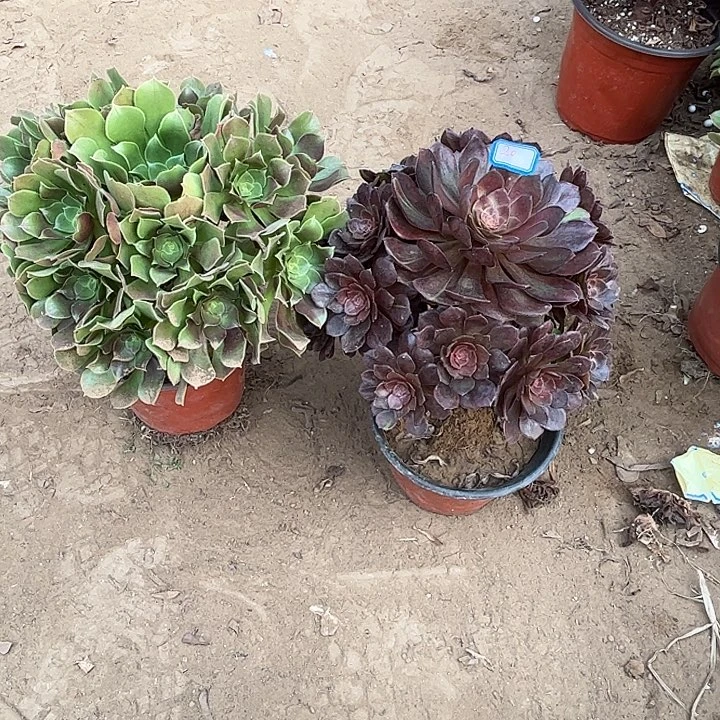 020多肉植物瑕疵特价，