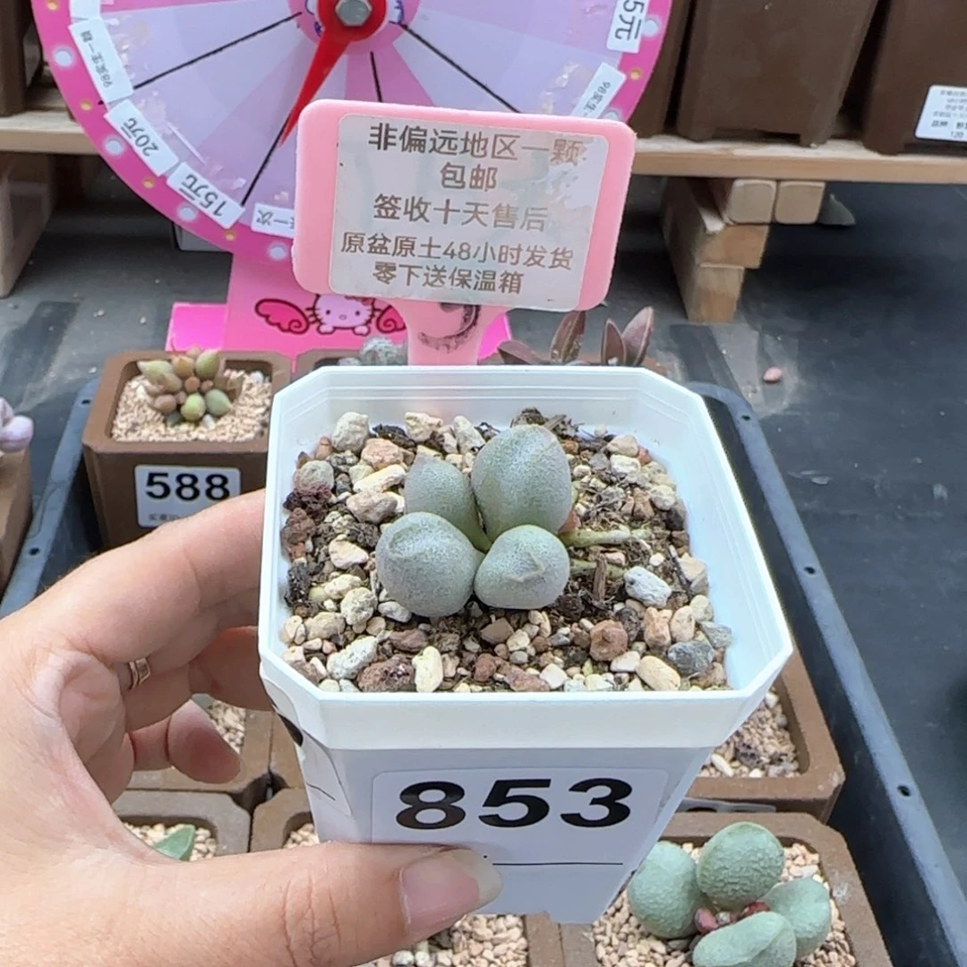 853哈密瓜多肉植物