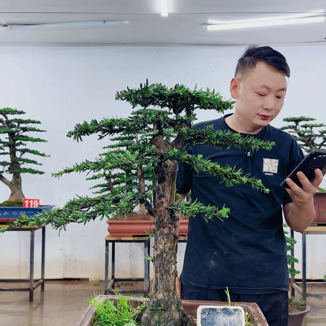 诚***无花朵盆景制作过程非常