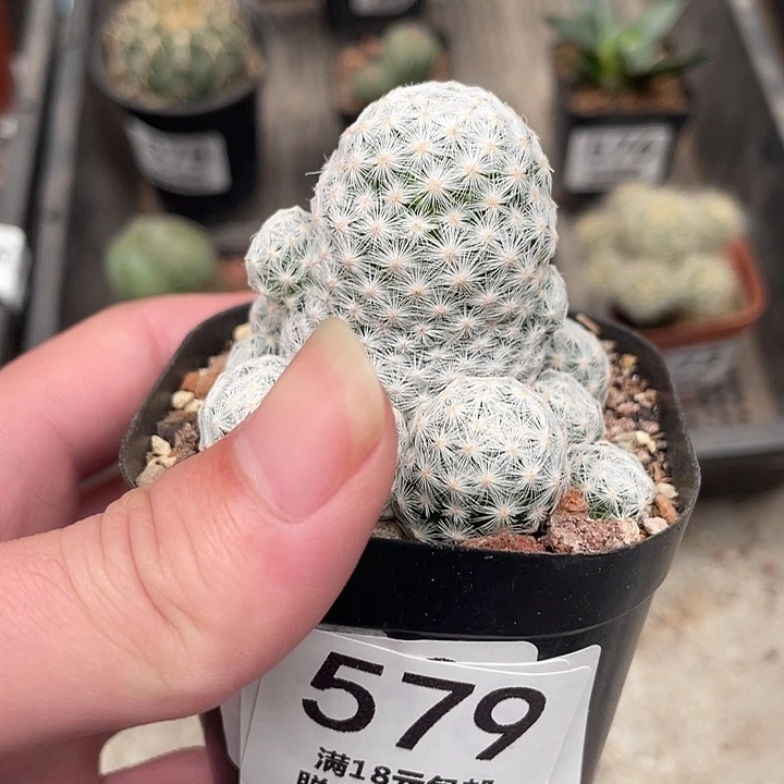 579姬春星（满18包邮）