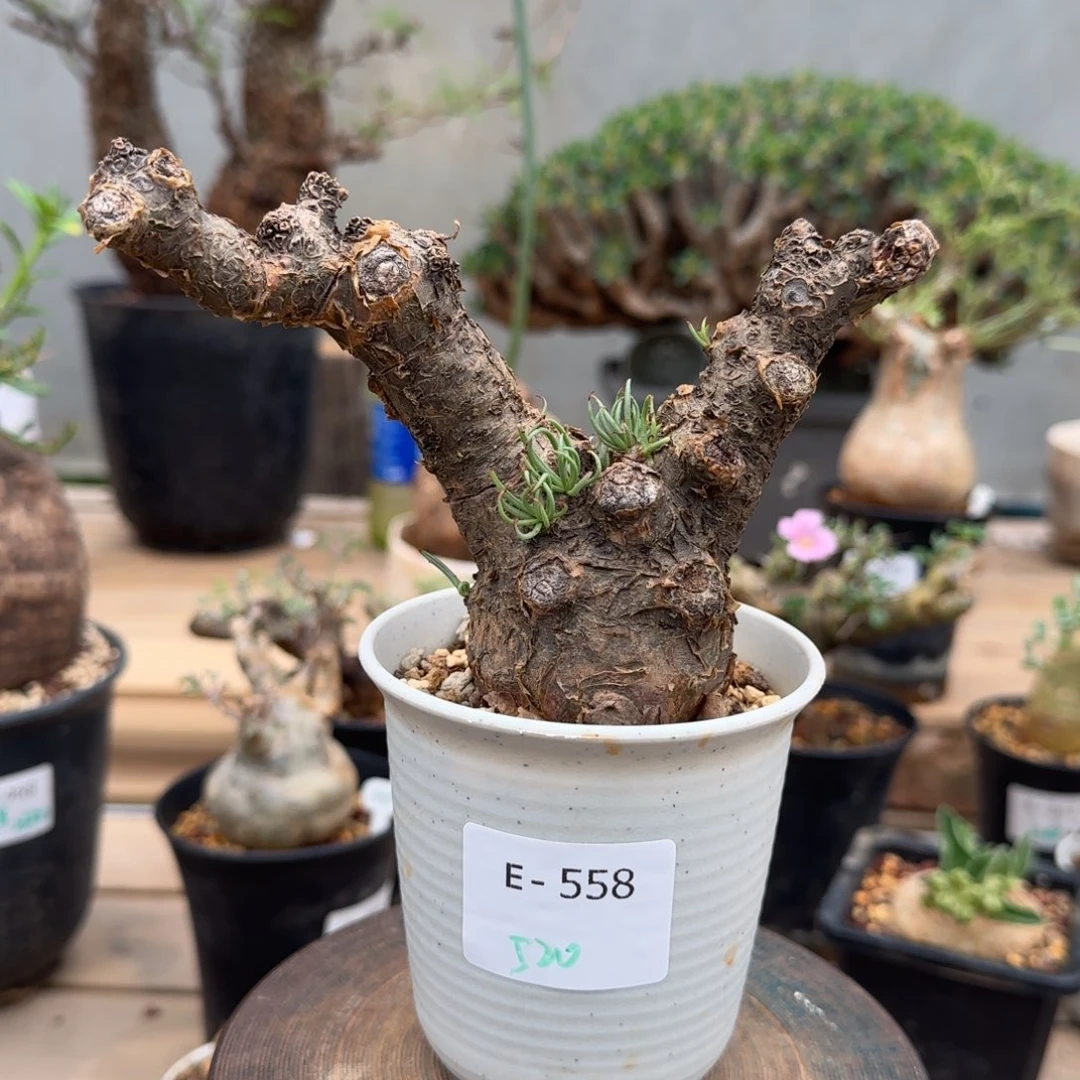 558白象奇峰锦块根植物
