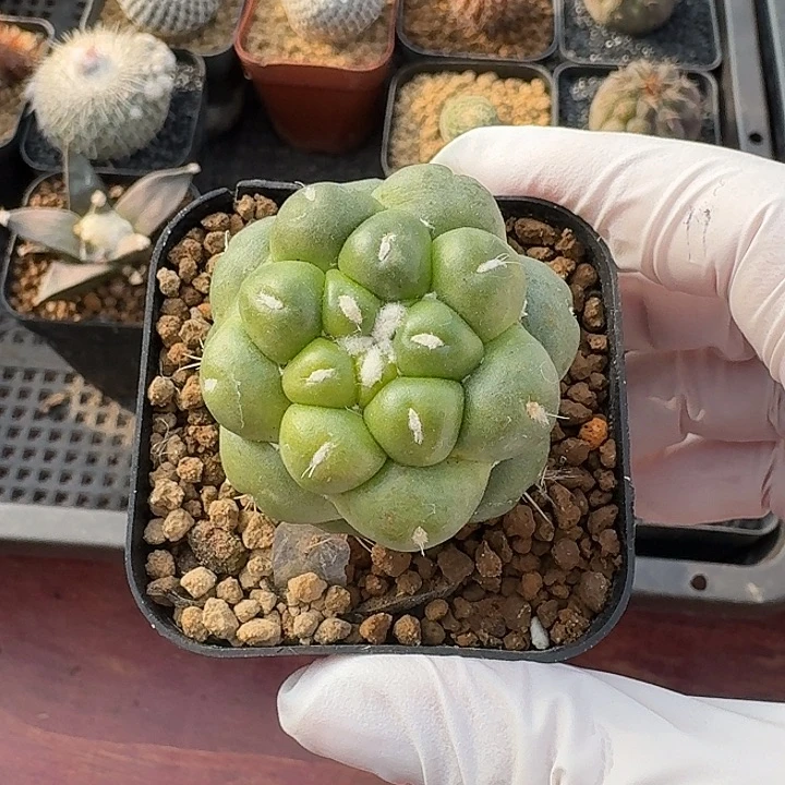 象牙仙人球仙人球123