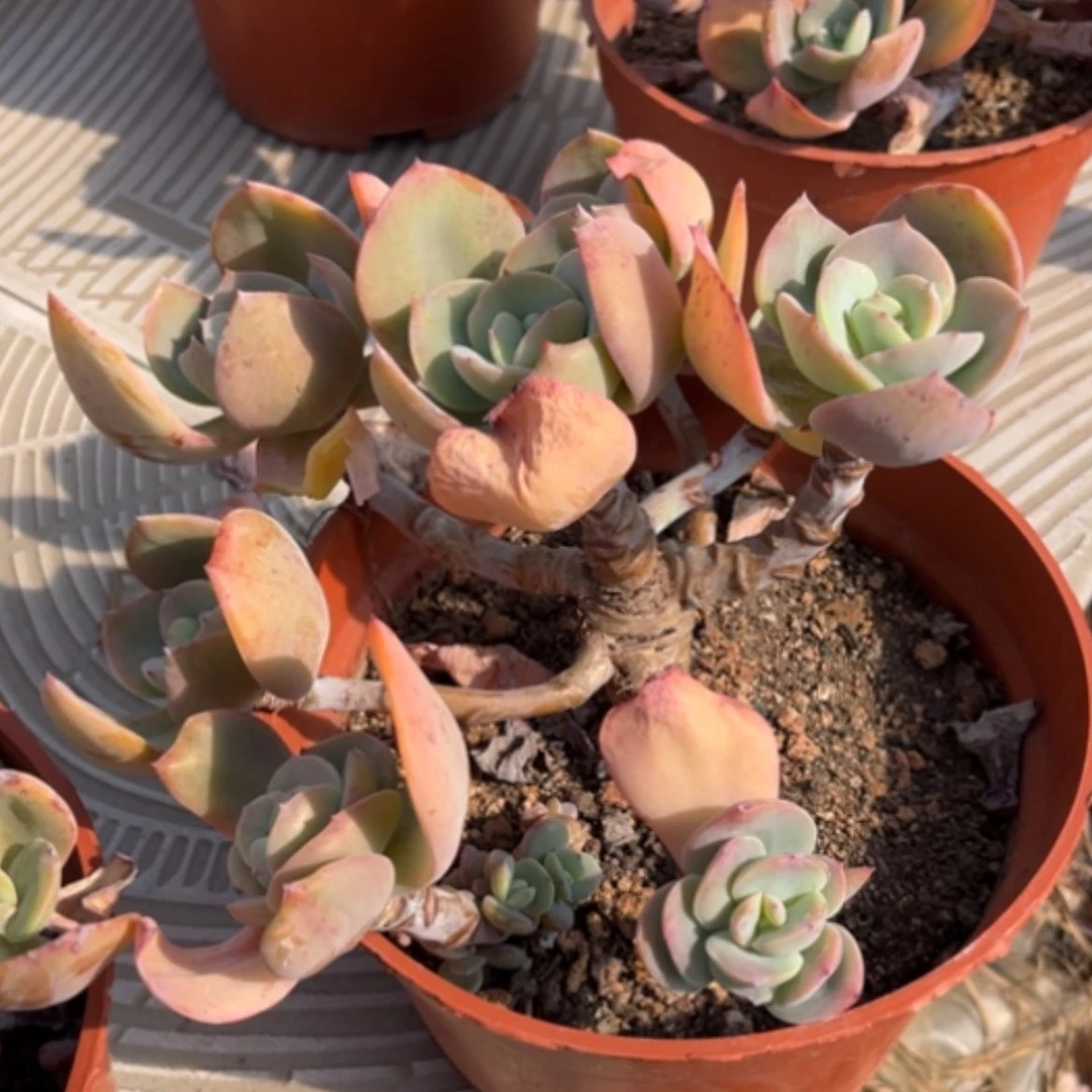 【闪购商品】清*白凤