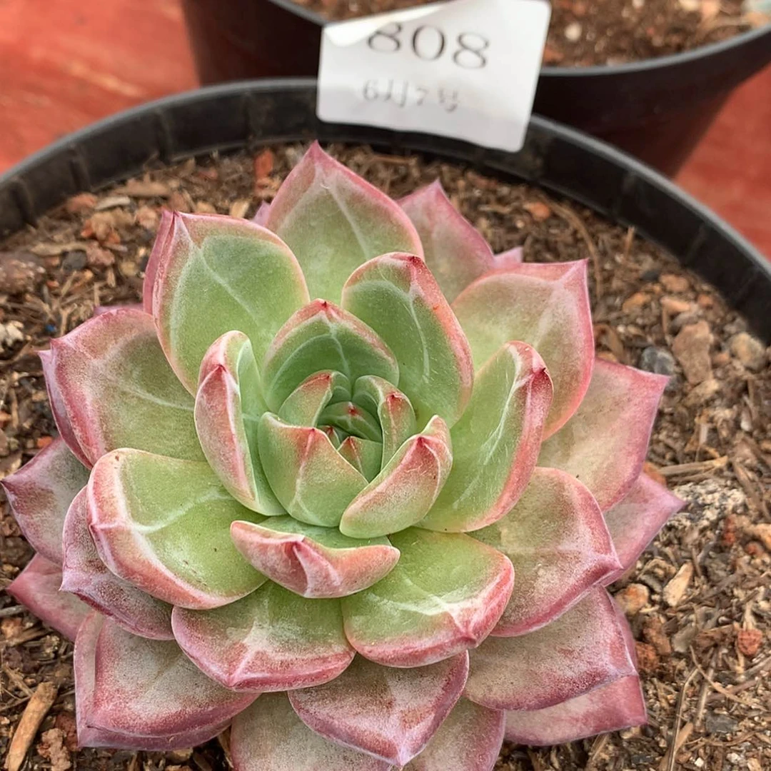 【闪购商品】云808号