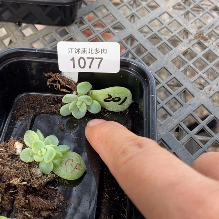 标1077粉甜心201一个