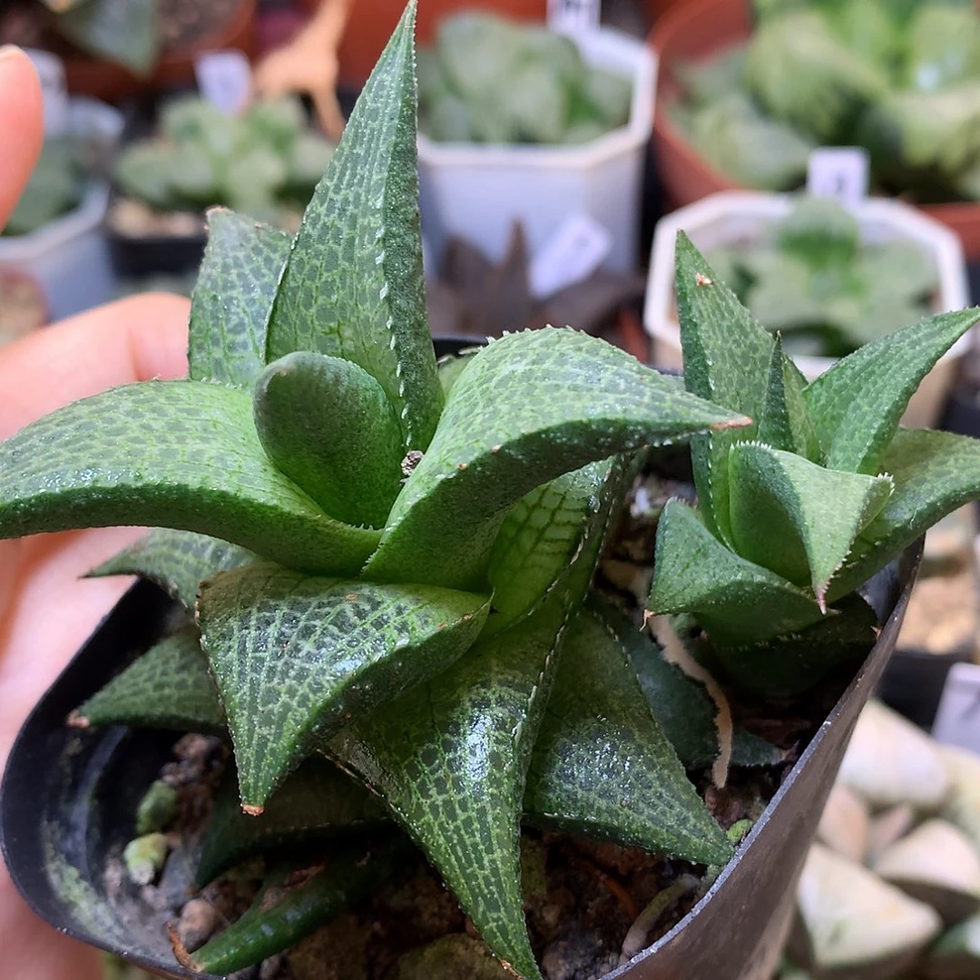 龙鳞玉露锦带盆土发货xxl