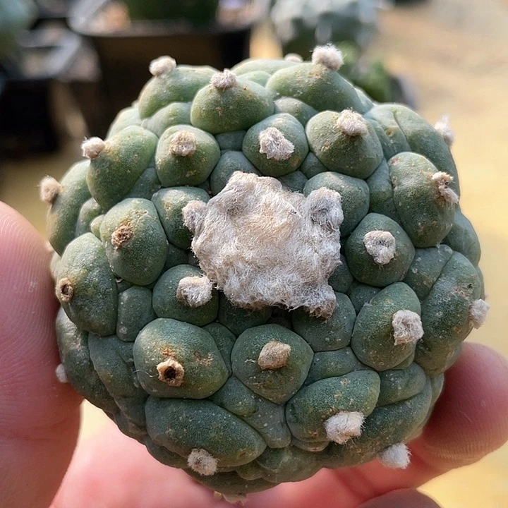 仙人球满39包邮1724