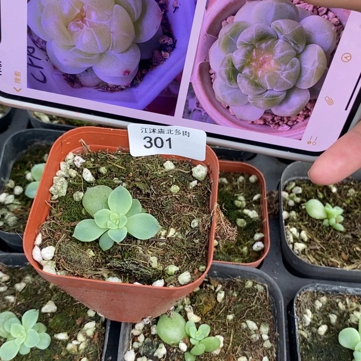 标301财富A一个多肉