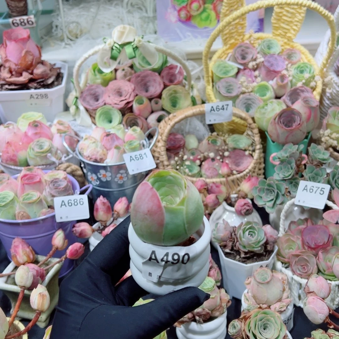 雨***堤490紫霞胖酒杯老桩。 一物一拍