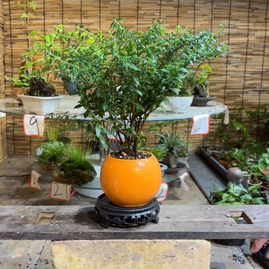 一***³无花朵退款拉黑一物一拍37