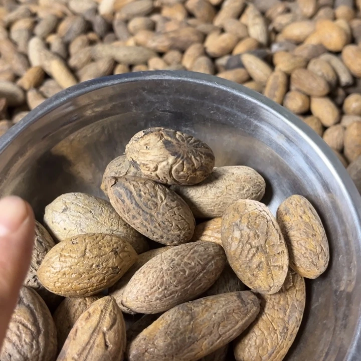 千眼菩提吊坠千眼菩提小小果 20 个。