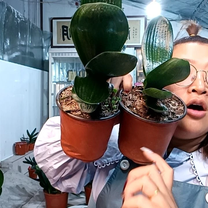 淡忘淡忘福利花两个39