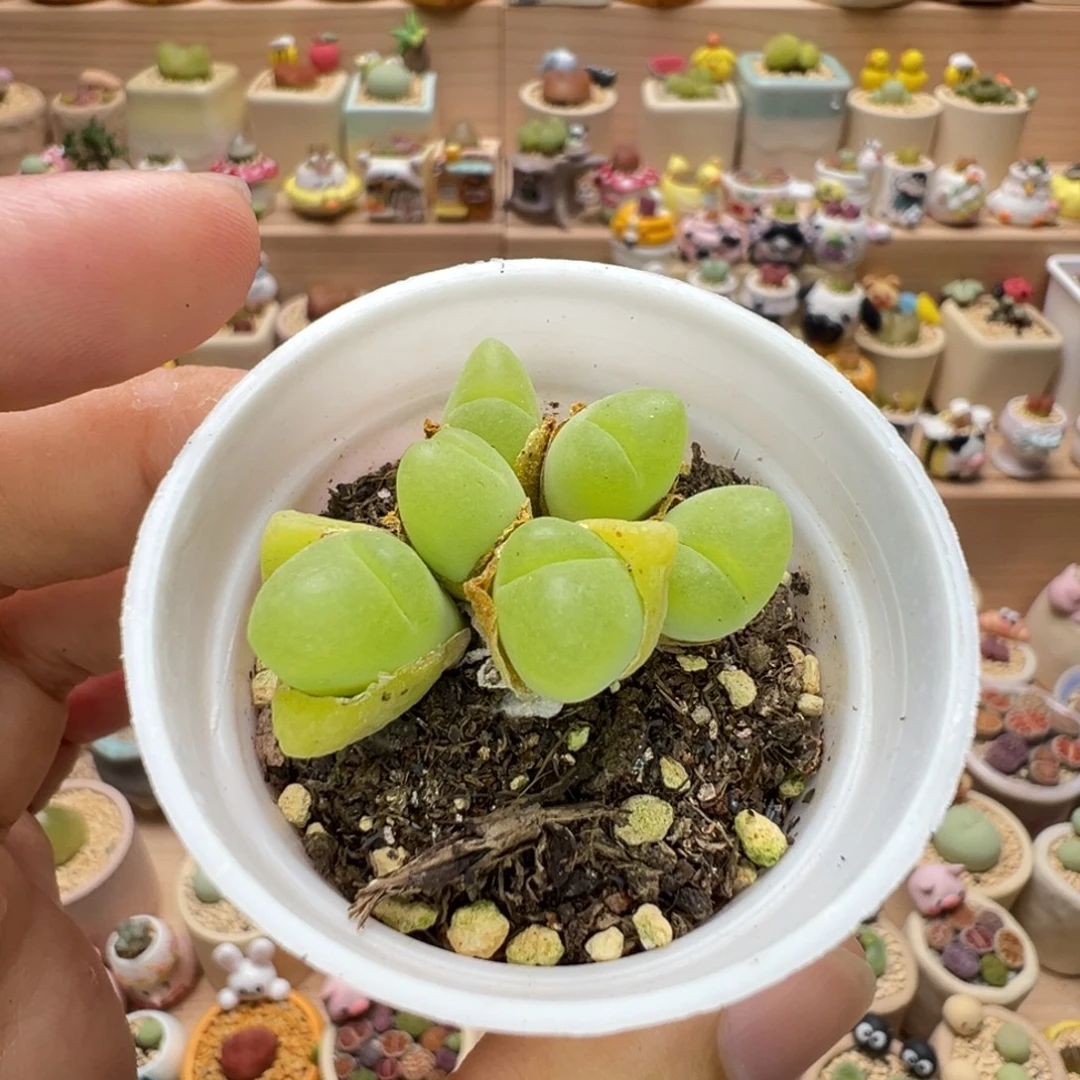 多肉植物46号毛翠滴
