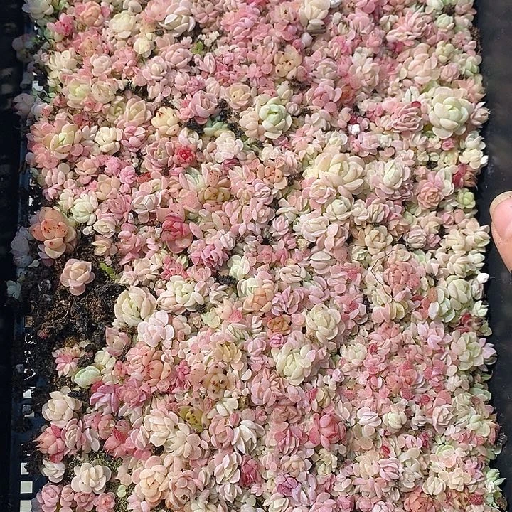 123 多肉植物盆栽花卉植物