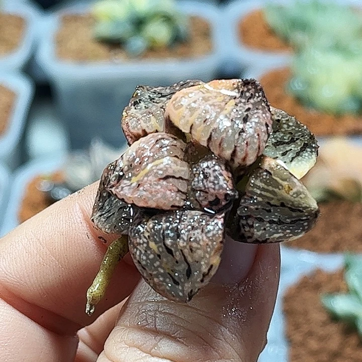 a***3十二卷多肉大久保