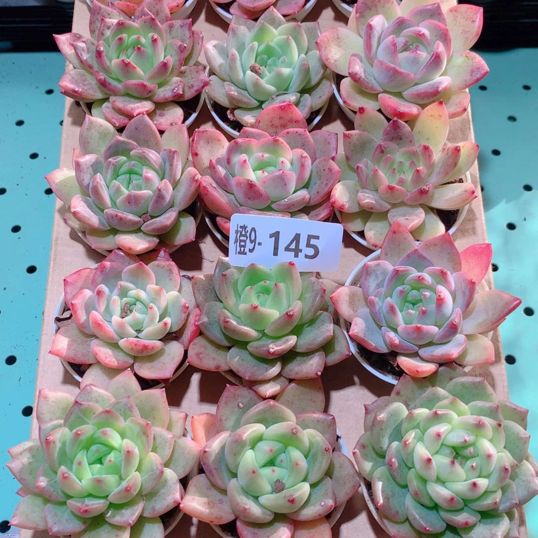 9-145一物一拍多肉带盆18颗