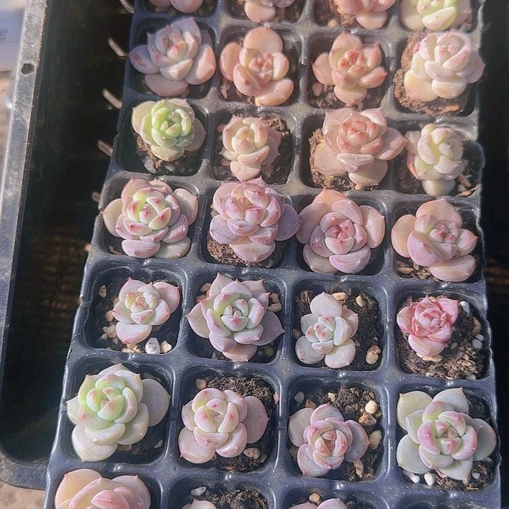 花时光精品多肉41