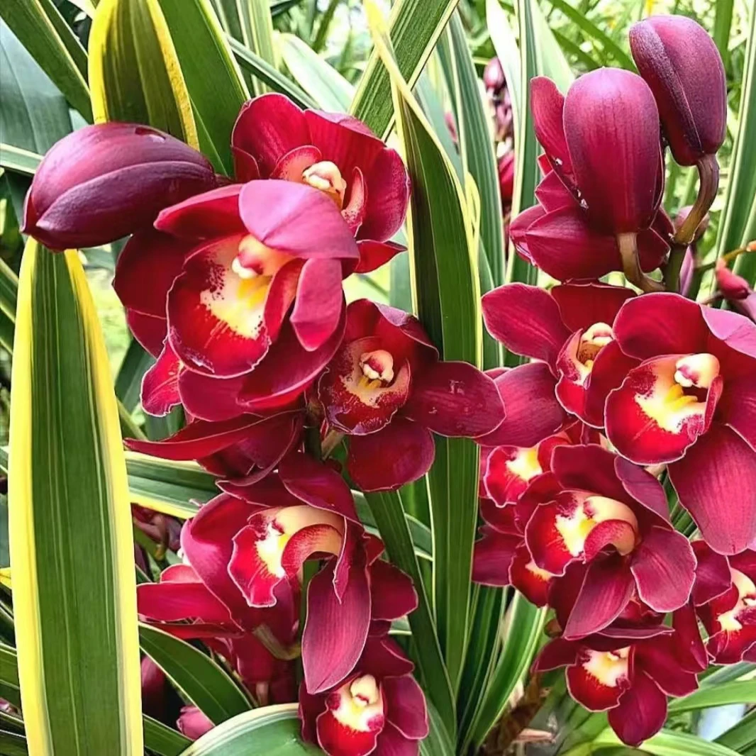 金边大红袍   3支  红色高端大花蕙兰  喜庆年宵花室内养护