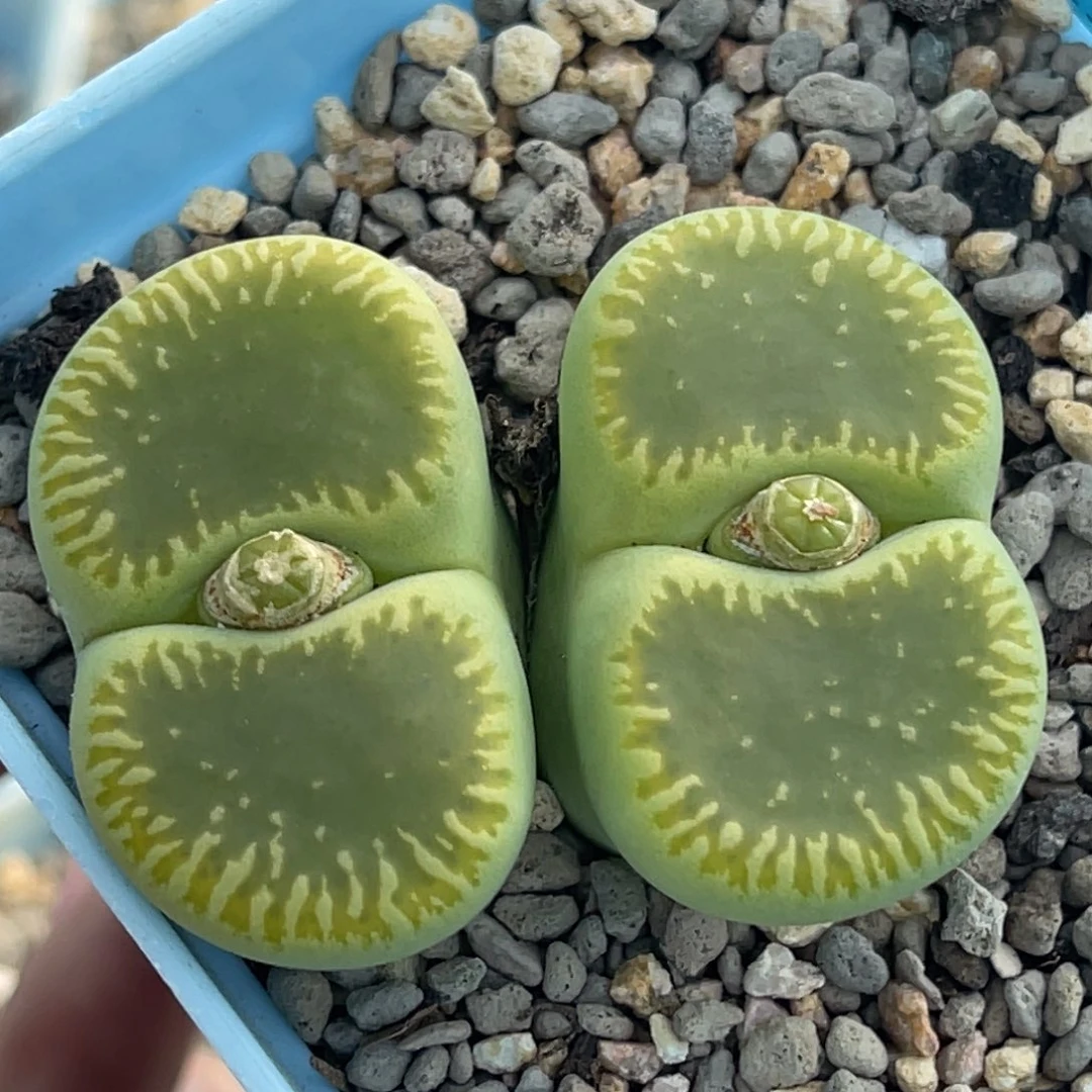 9347双头长流水绿光阳一颗单3.2服盆