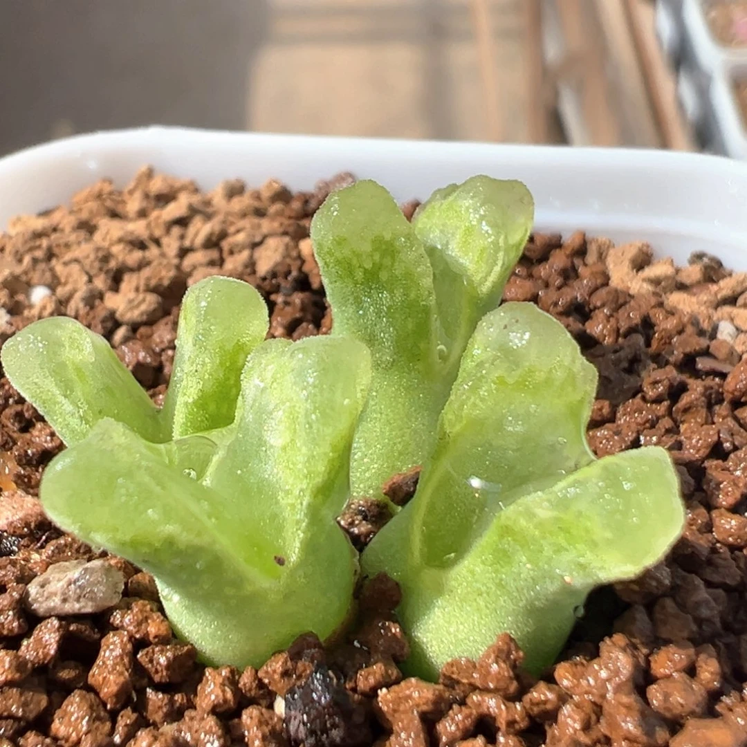 14多肉球百科冰风铃