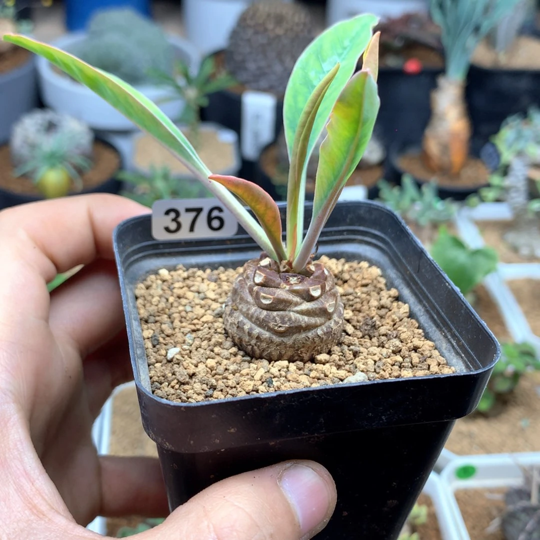 实生铁甲丸带盆发货