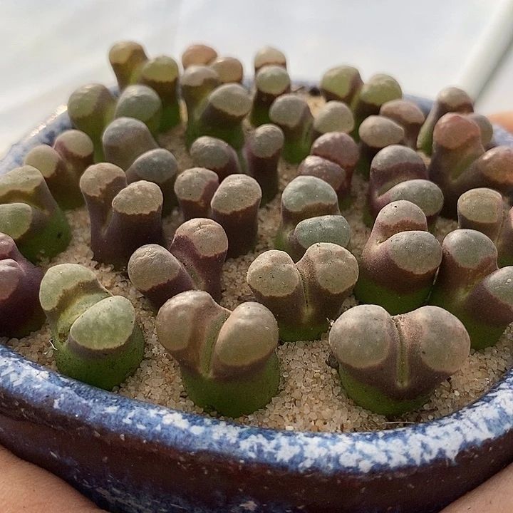 19515大翻窗磁铁一颗