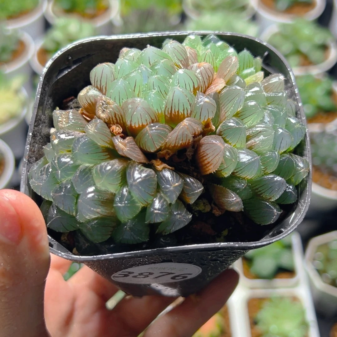 3876多肉植物一颗多肉