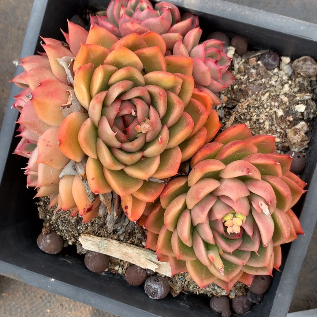 1432杂交精品基地14厘米