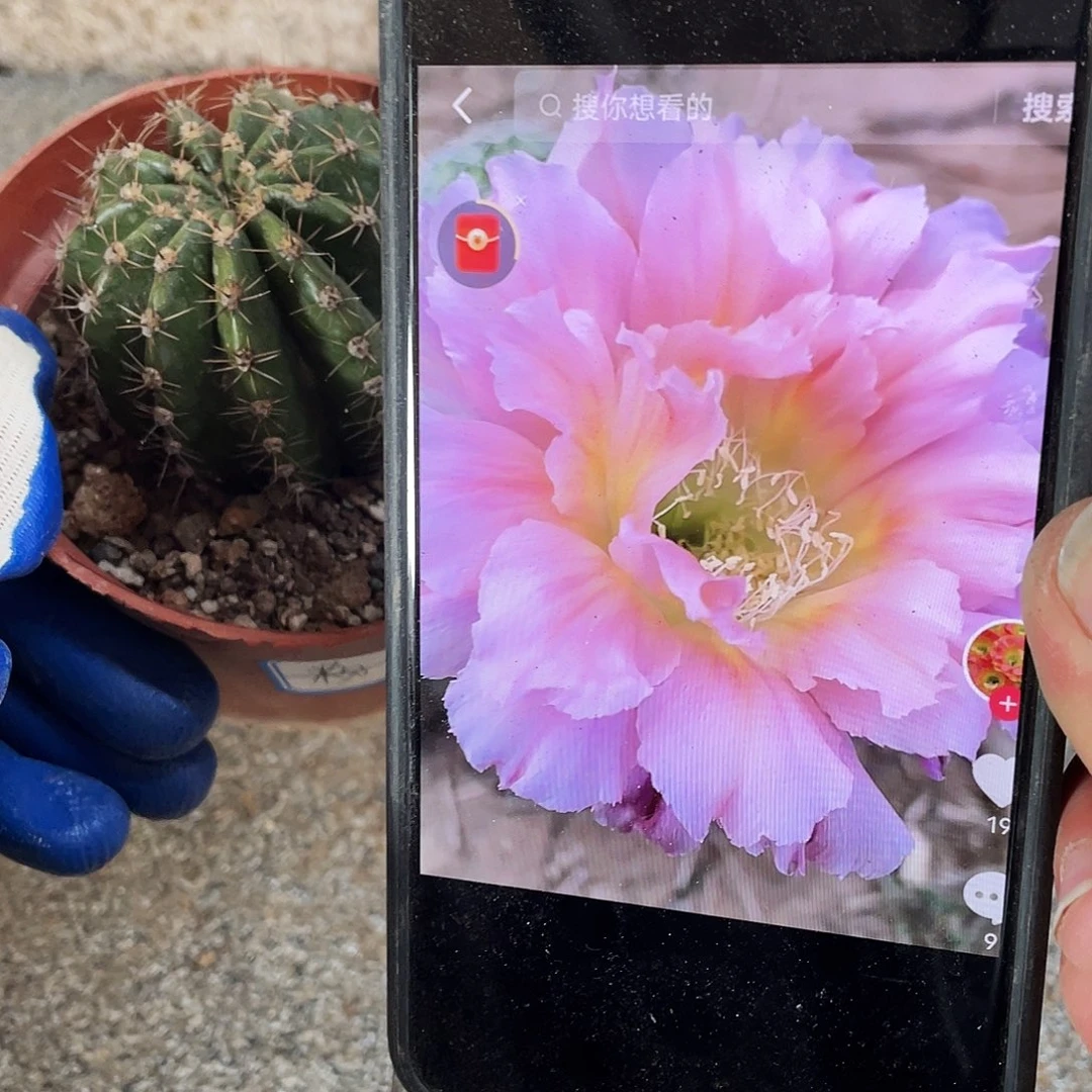 粉羽自根球5公分以上满18包邮