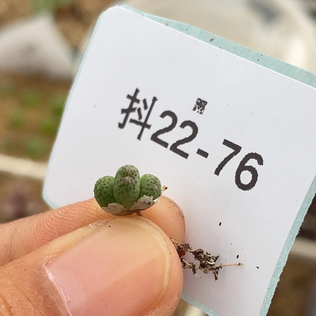 22-76草莓苗多肉植物