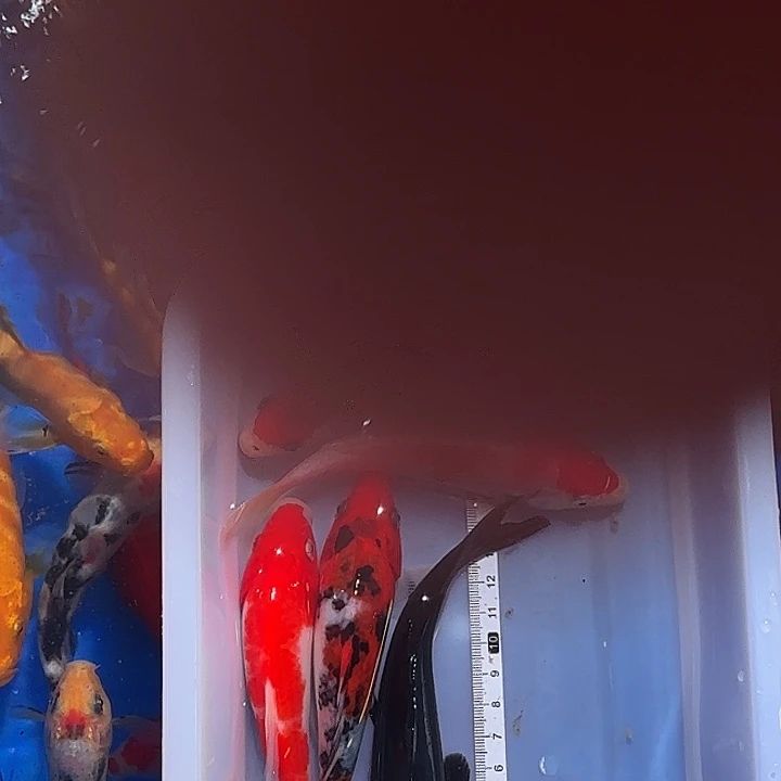 锦鲤锦鲤观赏鱼包邮包邮