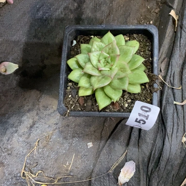 小****510蔷薇玛丽亚多肉植物